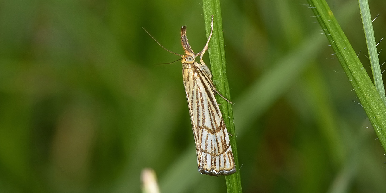 Chrysocrambus craterellus - Crambidae? S